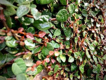 Close-up of wet leaves