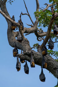 Low angle view of birds hanging on tree against sky