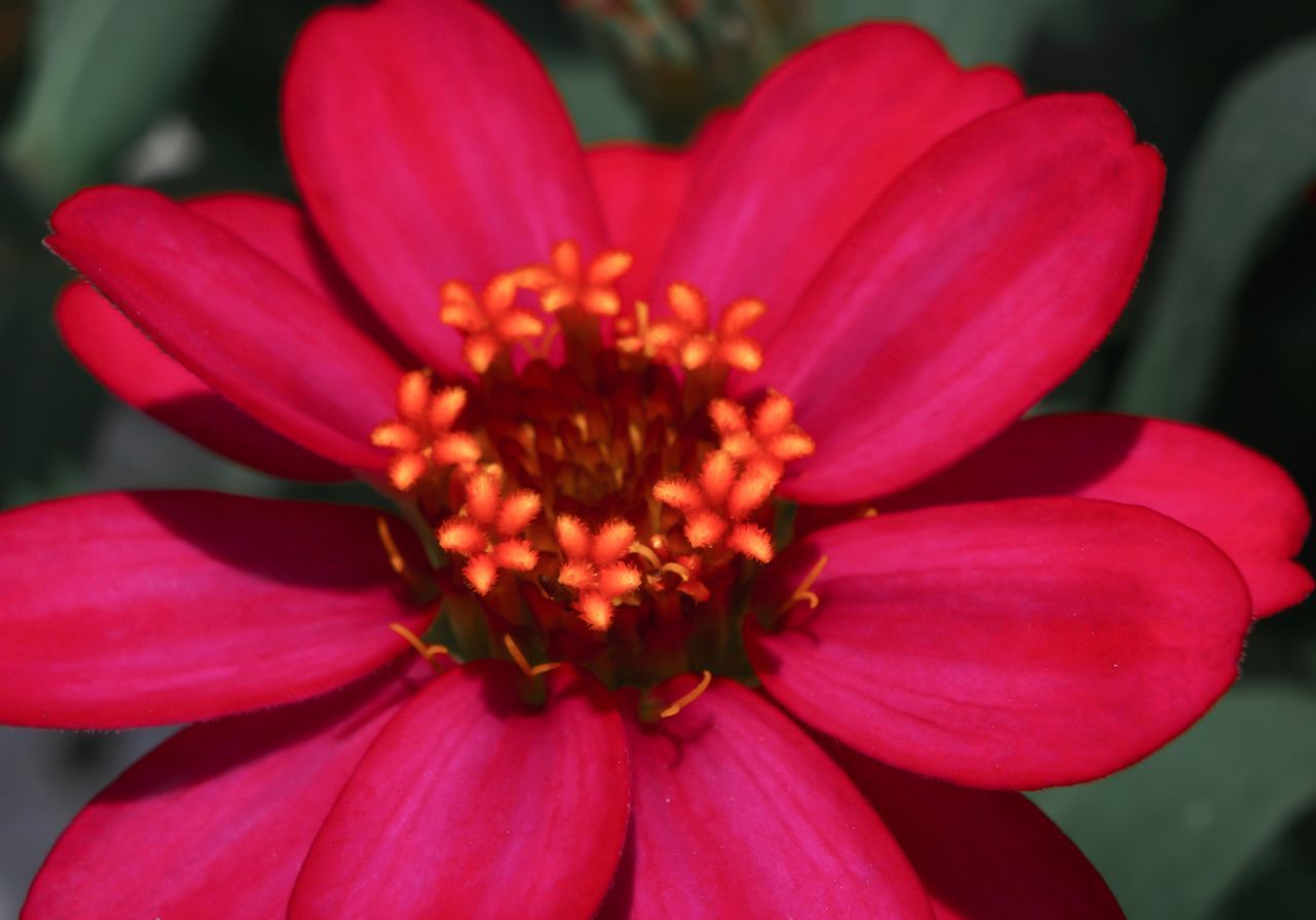 CLOSE-UP OF PINK RED FLOWER