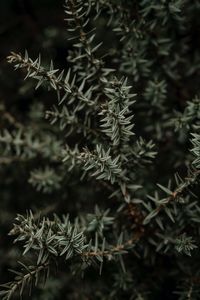 Close-up of plants on tree during winter