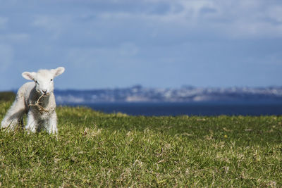 Lamb grazing on grassy field against sky