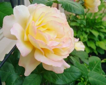 Close-up of pink rose