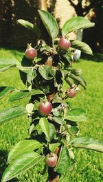 Close-up of berries growing on plant