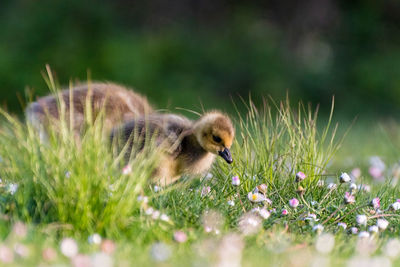 View of an animal on grass