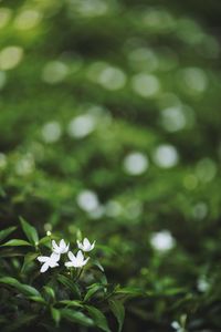 Close-up of white flowering plant