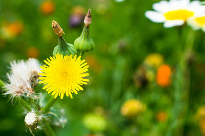 Close-up of yellow flowering plant