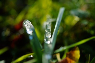 Close-up of water drops on flower