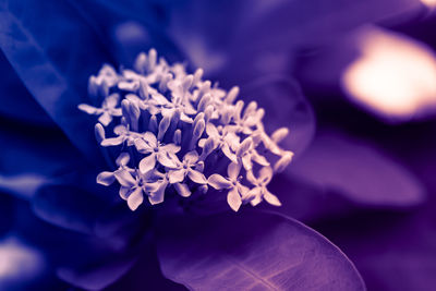 Close-up of purple flowering plant