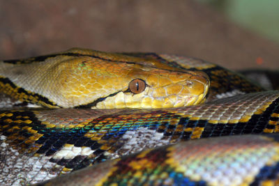 Close-up of snake