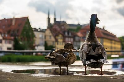 Mallard ducks on puddle against sky