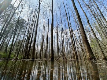 Low angle view of bamboo trees in forest