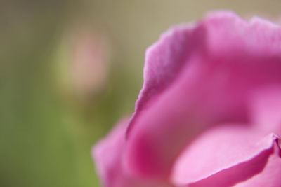 Close-up of pink flower