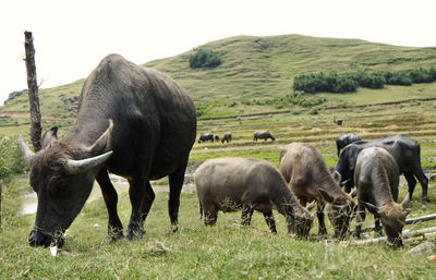 Horses grazing in a field