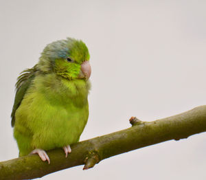 Close-up of parrot perching on branch