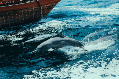 Aerial view of sea dolphin
