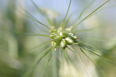 Close-up of white flowering plant