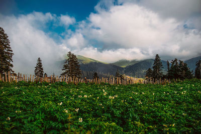 Plants growing on field against sky