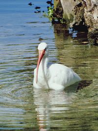 Swan swimming in lake