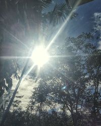 Low angle view of trees against sunlight