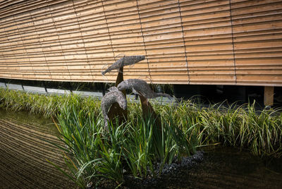 Bird perching on grass