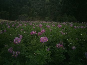 Pink flowers blooming on tree