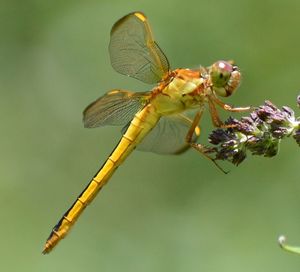 Close-up of dragonfly