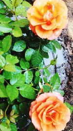 Close-up of flower blooming outdoors