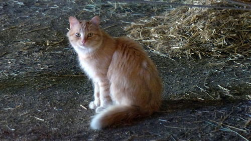 Portrait of cat sitting on grass