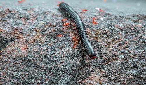 Close-up of insect on rock