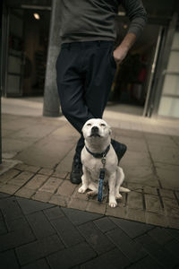 Low section of man with dog standing on footpath