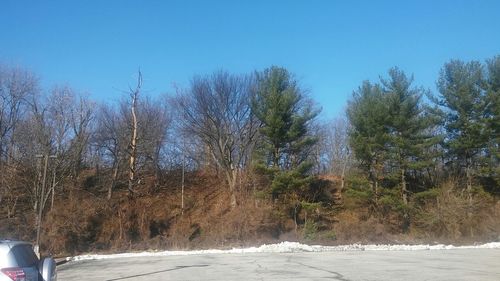 Bare trees on landscape against clear sky