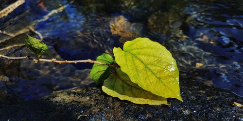 High angle view of wet leaves on rock