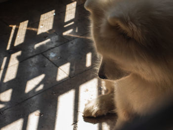 High angle view of a dog