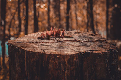 Close-up of tree trunk in forest