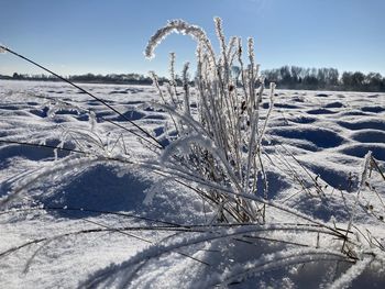 Scenic view of snow covered field