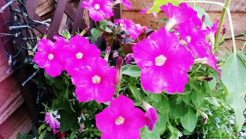 Close-up of pink flowers blooming outdoors