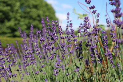 Close-up of purple flowering plants on field