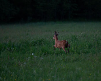 Deer in a field