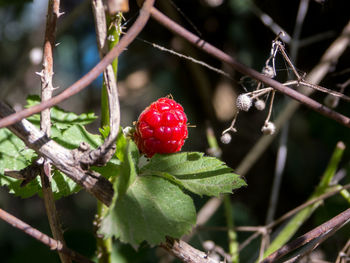 Close-up of red berries growing on tree