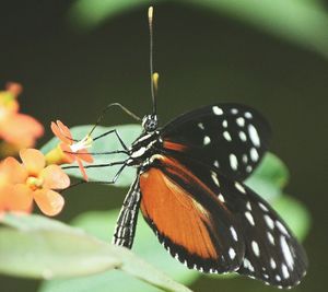 Close-up of butterfly on flower