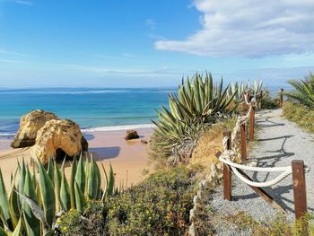 Cactus plants at beach against sky