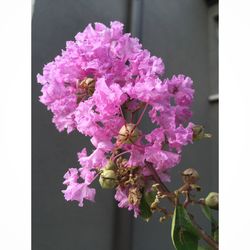 Close-up of pink flowers