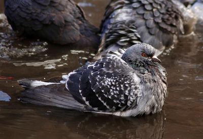 High angle view of bird perching on a lake