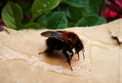 Close-up of bee on wet paper