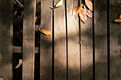 Wooden texture with yellow leaf in autumn and springtime