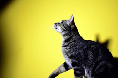 Close-up of black cat