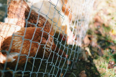 Close-up of an animal seen through chainlink fence