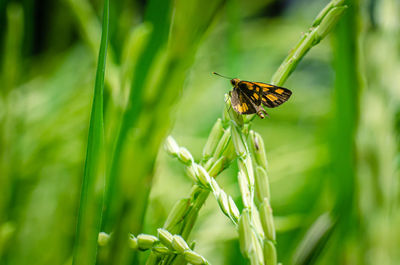 Close-up of butterfly pollinating flower