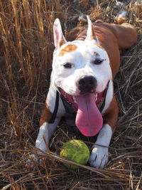 Portrait of dog sticking out tongue