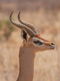 Close-up of lizard on land
